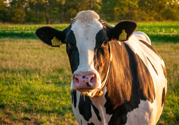 Surplus Yearling Angus Heifers