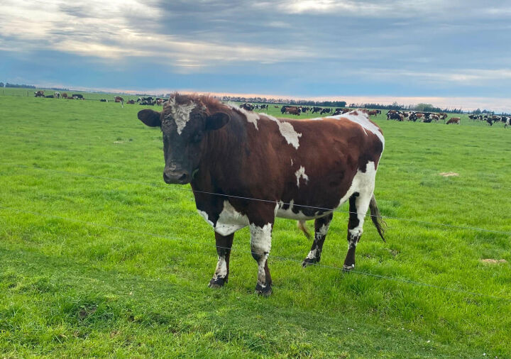 Ayrshire Virgin Bull