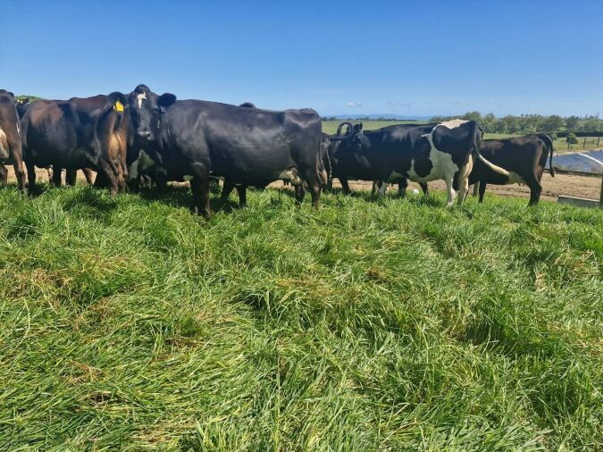 48 Freshly Calved In-Milk Xbred Cows