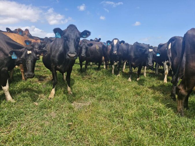 24 TQ 2005 Born Ylg FRN / FRN X Hfrs